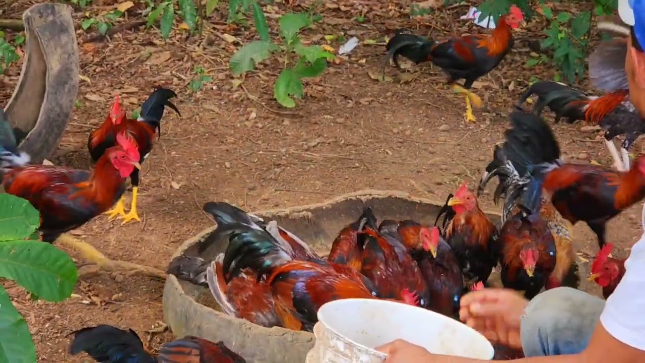 Visitando  nuestro machero.