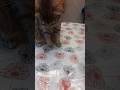 "Pen Pal Cats in Action" #viral #viralshorts2025 #cat #catlovers