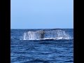 Humpback Whales lobtailing on ocean safari at White Pearl Resorts