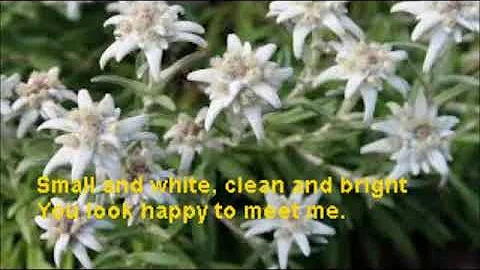 Eidelweiss - Leslie