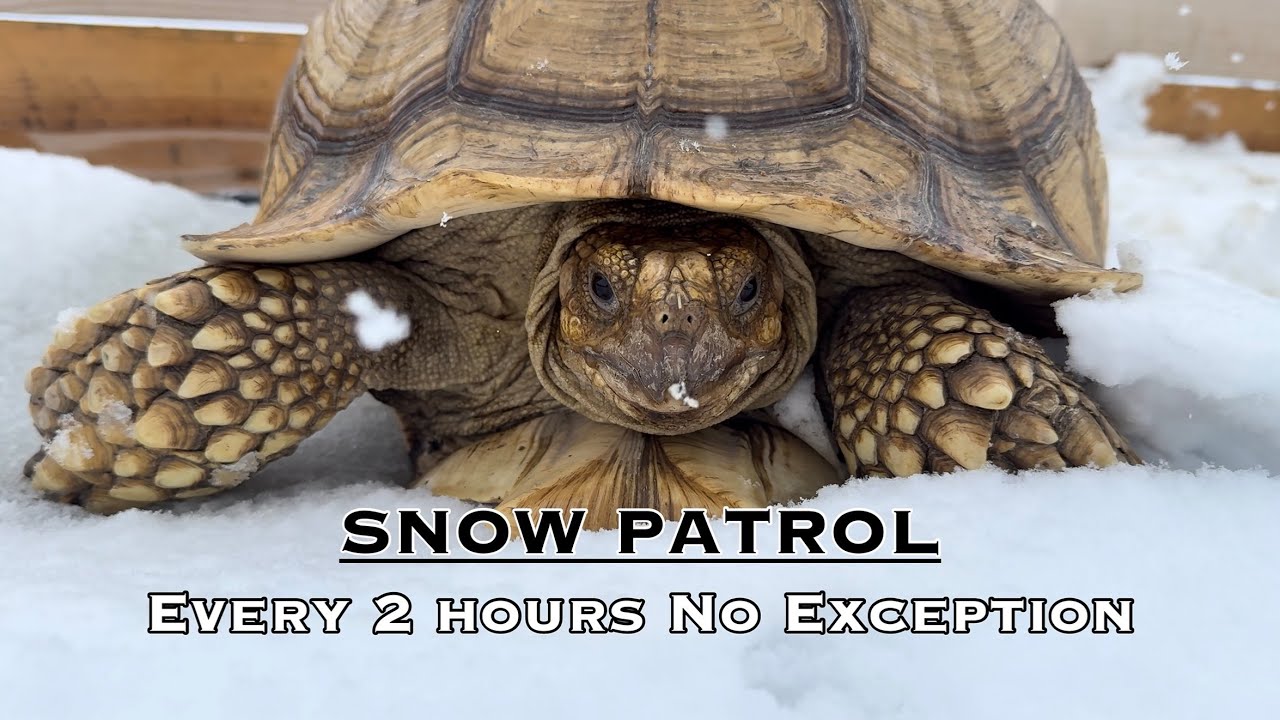 Snow Patrol: 75+ Checks Every Two Hours (Forever Home Means Forever Work) 