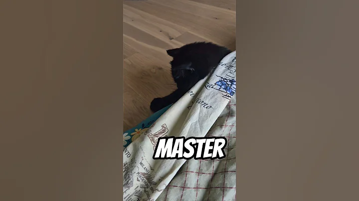 Watch the video about How lazy can you be? #catlife #cat #catshorts #funnycat #exotic #persian #catplaying #catplaytime