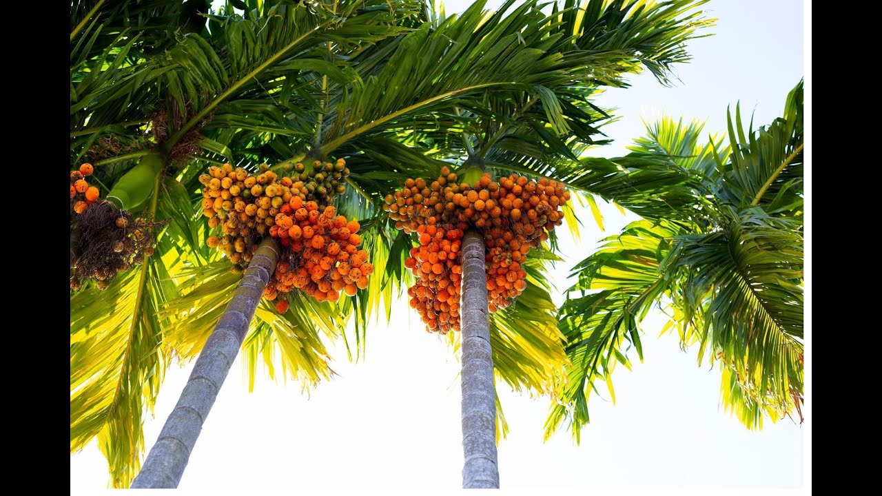 ARECA NUT FARMING BETEL NUT CULTIVATION Grow Betel Nut Tree From ARECA NUT FARMING BETEL NUT CULTIVATION Grow Betel Nut Tree From