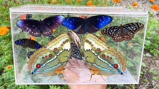 Giant Erfly Hunt, Collect Beautiful Erflies In The Garden