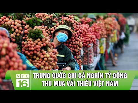 Trung Quốc chi cả nghìn tỷ đồng thu mua vải thiều Việt Nam | VTC16