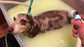DogZone TC Bath 1