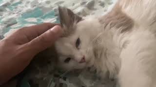 Tips/Taking Care of Ragdoll Kitten by Pets Pine 40 views 3 years ago 1 minute, 50 seconds