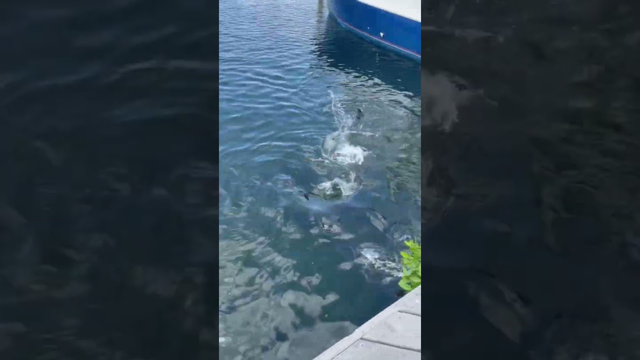 Tarpon going nuts over food! 
