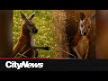 'Joey' the kangaroo captured in Montreal after being loose for days