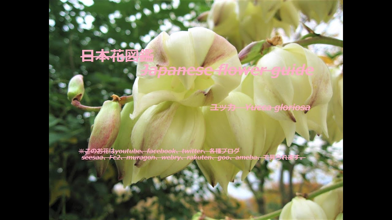白き妖精 White Fairy ユッカ Yucca Gloriosa 季節の花 日本花図鑑 J Flower Guide Youtube 白き妖精 White Fairy ユッカ Yucca Gloriosa 季節の花 日本花図鑑 J Flower Guide Youtube