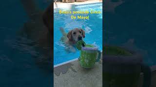 Beau’s poolside Cinco De Mayo!  Have another margarita #cincodemayo #pets #goldenretriever
