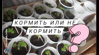 ШПАРГАЛКА#1 для начинающих огородников//Комментарии от опытных//Нужно ли подкармливать?