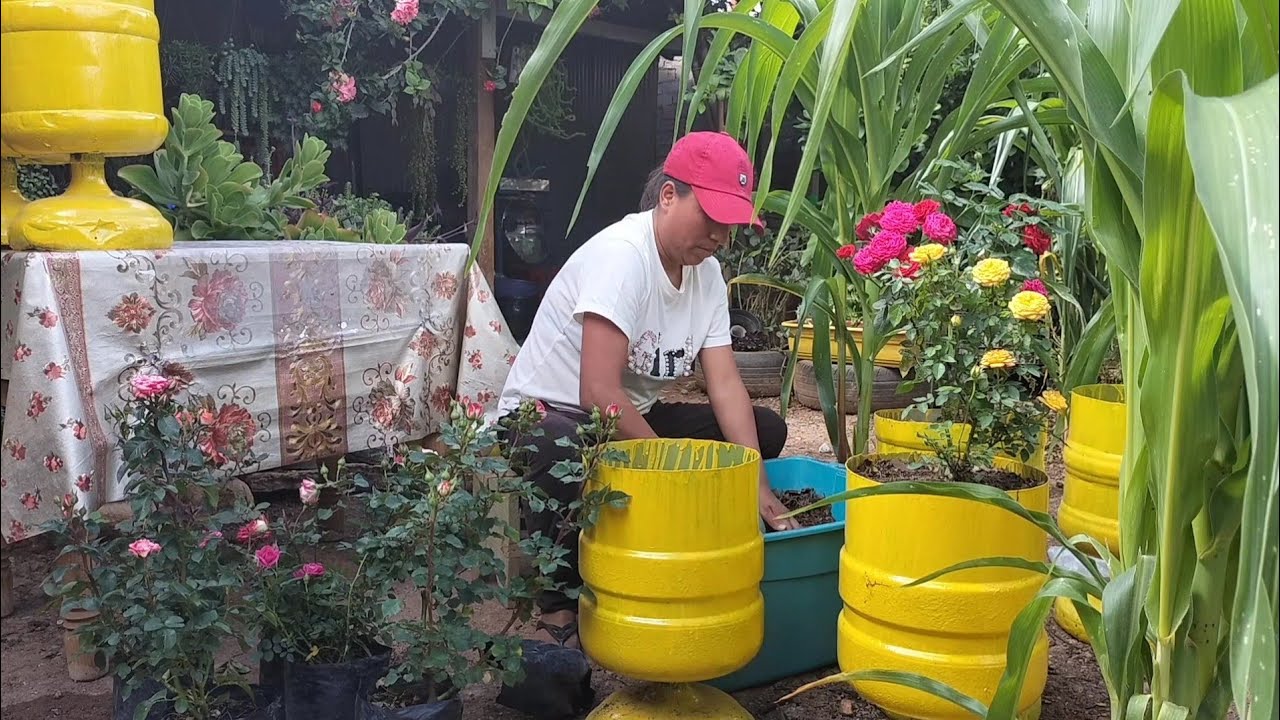 Пересаживая кусты роз, переработанные горшки получились очень красивыми.