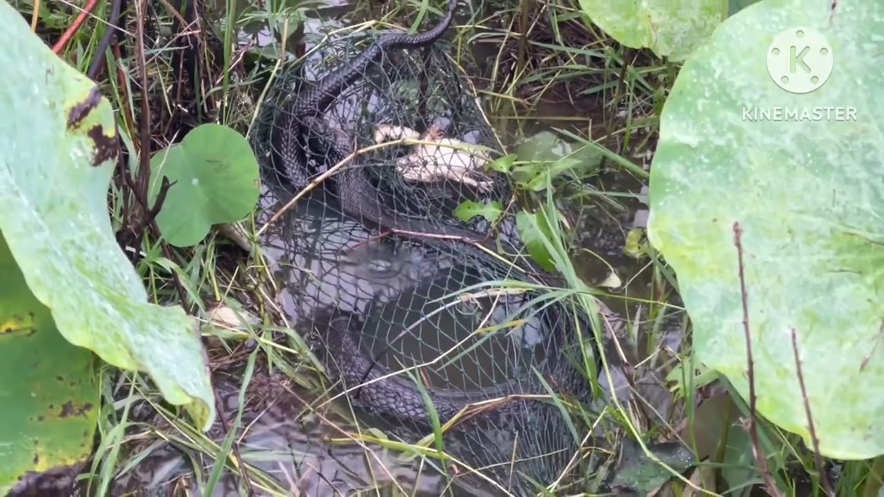 Fishing video, fish traps