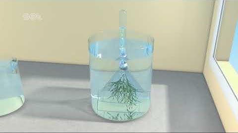 Release of Oxygen in Photosynthesis