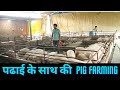 लाखो कमा रहा है ये student   /   इनसे जाने Pig Farming की  पूरी जानकारी     #Indianfarmingtechnology