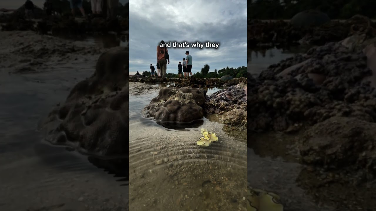 The CHEESECAKE Sea Slug!