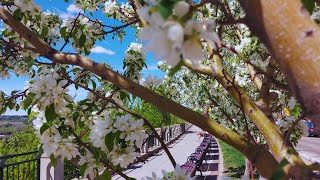 4K HDR - BEAUTIFUL CHERRY BLOSSOM - SPRING WALK 2024