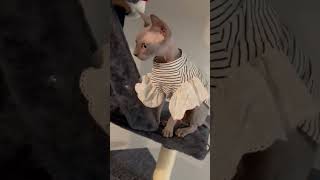 Sushi the Sphynx new outfit 🍣❤️