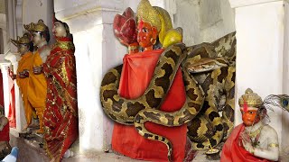 जब कैमरे में कैद हुआ 300 साल पुराना श्री राम जानकी मंदिर का अद्भुत दृश्य, फिर क्या !🤔😱 Animal Rescue
