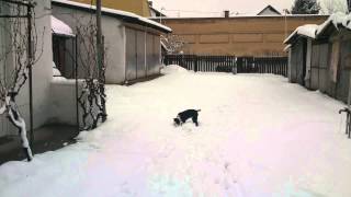3 Month Old Staffordshire Terrier Playing In The Snow