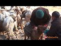 Himalayan transporation system || sheep farm ||