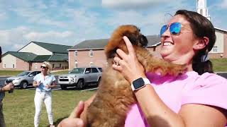 Wheaten Terrier puppy