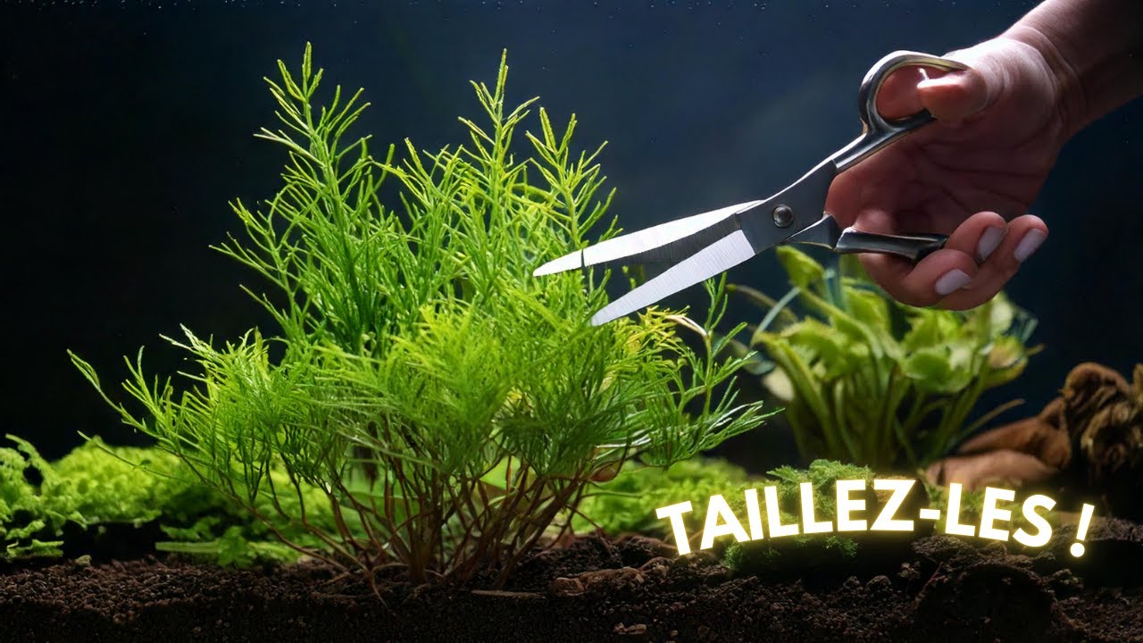 COMMENT ENTRETENIR SES PLANTES CORRECTEMENT ? | AQUABOTA