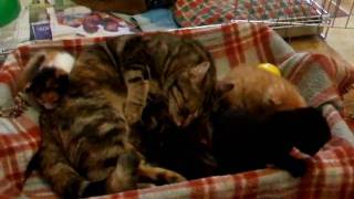 DSCF5532.AVI