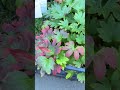 🍁Мукдения осенняя окраска #садоводничество #garden #mukdenia