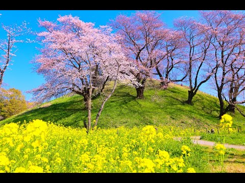 JG8K HDR 埼玉 桜のさきたま古墳群 Saitama,Sakitama Kofungun in Sakura Season