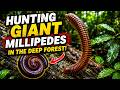Hunting Giant Millipedes in the Deep Forest!