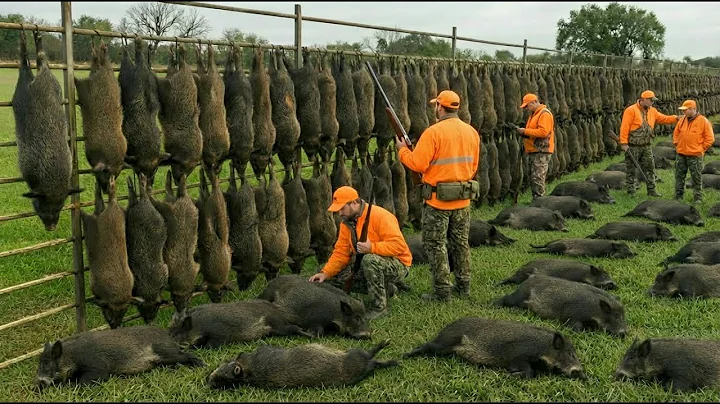How Americans Really Fight Millions of Invasive Feral Pigs