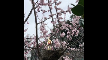 Thumbnail of Apricots are in full bloom now