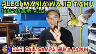 Tahapan Bunyi Burung Pleci Yang Wajib Diketahui oleh Pleman || Suara Call Pleci Sampai Buka paruh