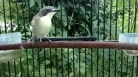 Burung Remetuk Laut Gacor - Si Kecil Nyuling Merdu Volume Lantang | Suara Pikat BURCIL Paling Ampuh