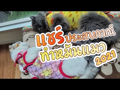 ทำหมันแมว 2021 น่ากลัวมั้ย ? ค่าใช้จ่ายเท่าไหร่ ? คลิปนี้มีคำตอบ!
