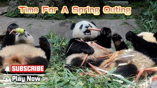 Spring Outing Brings Pandas A Good Appetite | iPanda