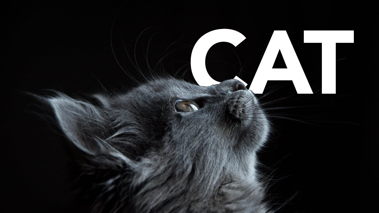 cat sounds cat sounds