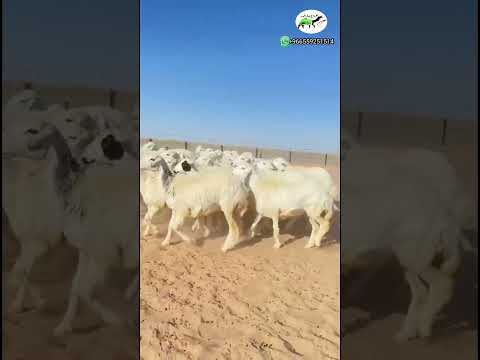 رخال حريات حرش ٤١ راس 0557982110