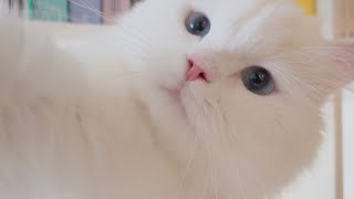 (ENG SUB) Kitty Attacked the Camera Brutally