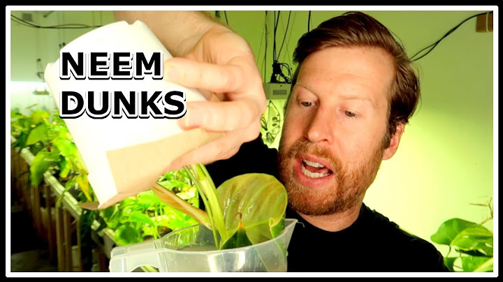 How to Use Neem Oil to Fight Spider Mites | PLANT & ROOT DRENCHES