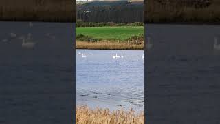 Download Lagu #shortvideo#ireland MP3 Download Lagu #shortvideo#ireland MP3