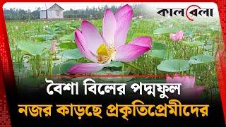 পদমফল ছয গছ বশ বল Sherpur Lotus Flower Baisha Bill Kalbela