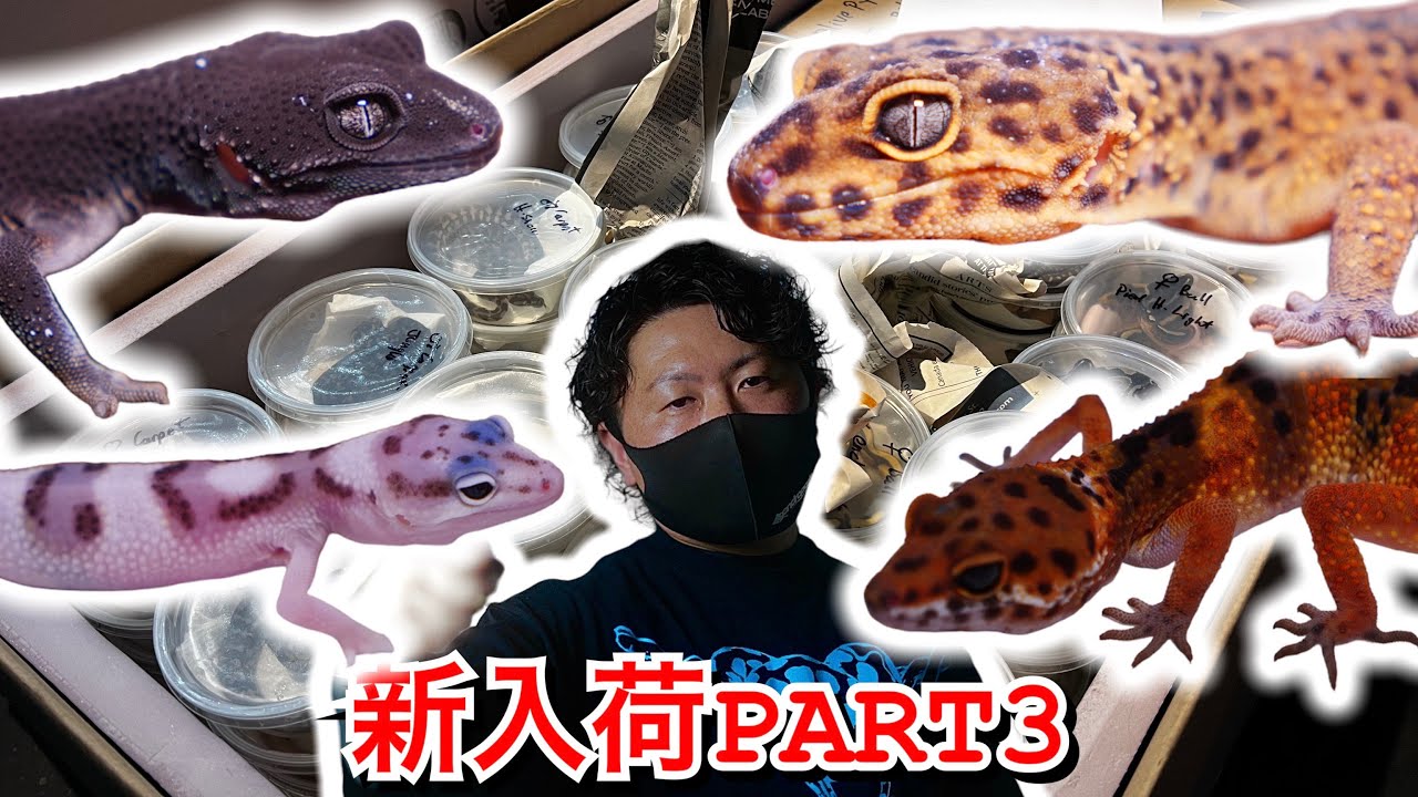 新入荷紹介ラスト!!とんでもレオパ大集合!!本当にこれは…レオパなのか！？