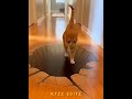 Dramatic cats 💀🤯 #скелет #лол #мемвидео #прикол #funnymoments #minecraftstyle #epic #анимация #facts