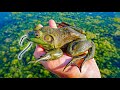 Fishing w/ GIANT LIVE BULLFROGS As BAIT!!! (INSANE)