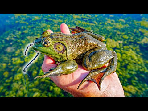 Fishing w/ GIANT LIVE BULLFROGS As BAIT!!! (INSANE) 