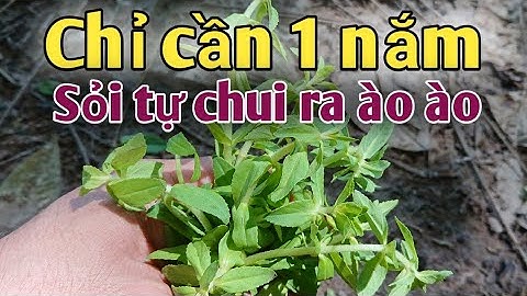Bài thuốc trị Sỏi Thận, ho, đầy bụng. PHAN HẢI channel.
