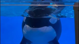 Orca Encounter (someone left a fish) Nov 28, 2023 - SeaWorld Orlando by Tilikum16 973 views 3 months ago 15 minutes